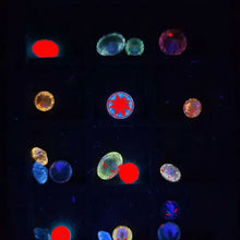 Load image into Gallery viewer, YEHUDA DR. WATSON